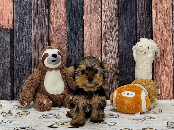 Yorkshire Terrier-Dog-Female-Black and Tan-25784-Petland Scottsdale, Arizona