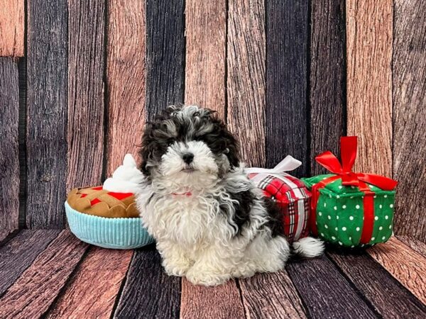 Havanese-Dog-Female-Blue-25800-Petland Scottsdale, Arizona