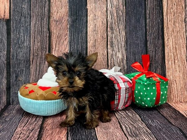 Yorkshire Terrier-Dog-Male-Black / Tan-25807-Petland Scottsdale, Arizona