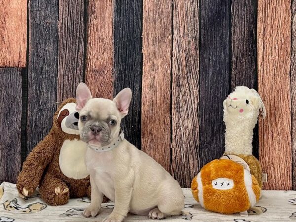 French Bulldog-Dog-Female-Lilac Fawn-25813-Petland Scottsdale, Arizona