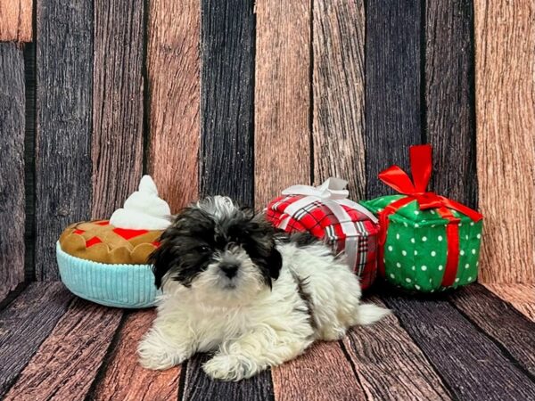 Poodle/Shih Tzu-Dog-Female-White / Gold-25812-Petland Scottsdale, Arizona