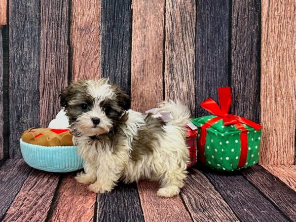 Havanese-Dog-Female-White / Gold-25799-Petland Scottsdale, Arizona