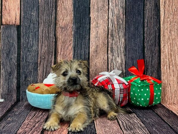 Cairn Terrier-Dog-Female-Wheaten-25810-Petland Scottsdale, Arizona
