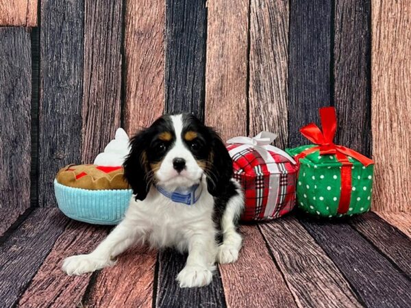 Cavalier King Charles Spaniel-Dog-Male-White Black / Tan-25795-Petland Scottsdale, Arizona