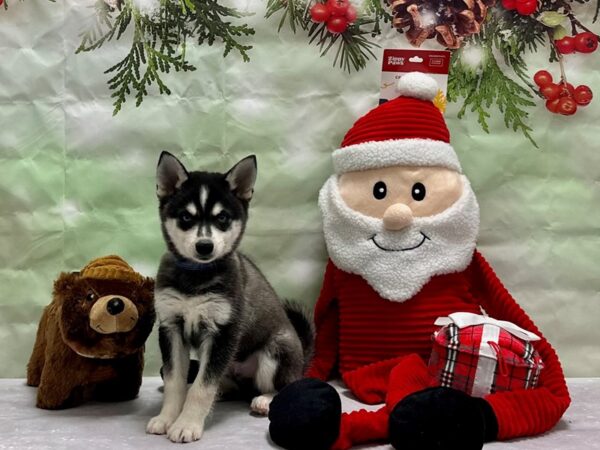 Alaskan Klee Kai-Dog-Male-Black / White-25839-Petland Scottsdale, Arizona