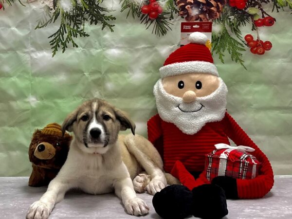 Anatolian Shepherd/Great Pyrenees-Dog-Female-Gold and White-25820-Petland Scottsdale, Arizona