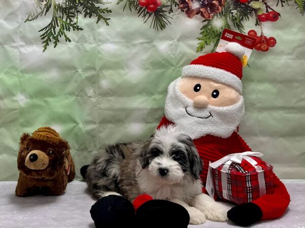 Australian Shepherd/Poodle-Dog-Female-Blue Merle-25849-Petland Scottsdale, Arizona