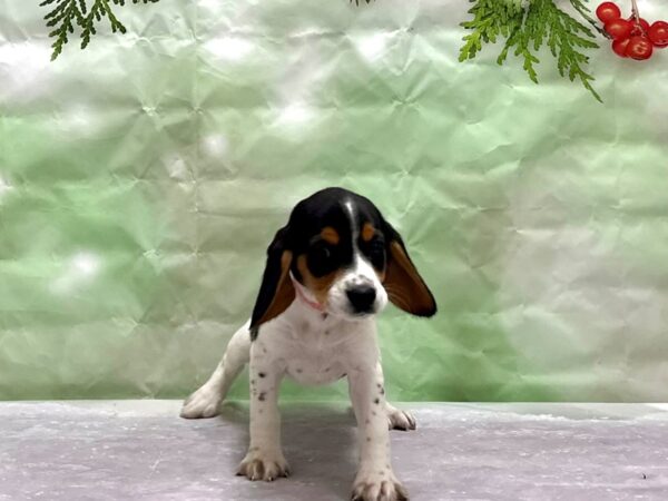 Beagle-Dog-Female-Black Fawn and White-25830-Petland Scottsdale, Arizona
