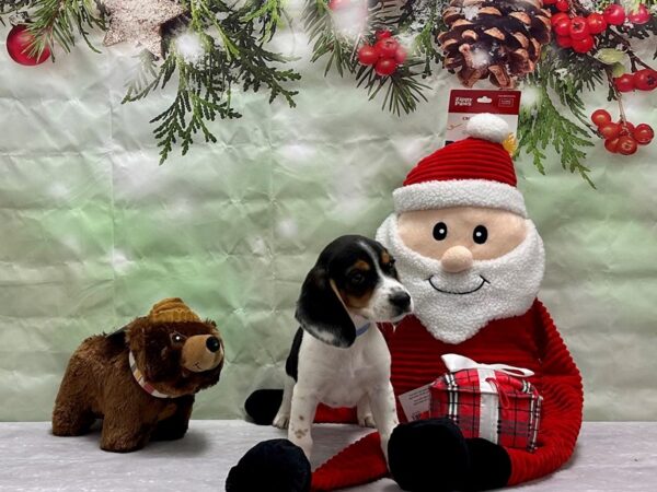 Beagle-Dog-Male-Black Fawn and White-25831-Petland Scottsdale, Arizona