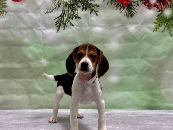Beagle-Dog-Female-Black Fawn and White-25832-Petland Scottsdale, Arizona