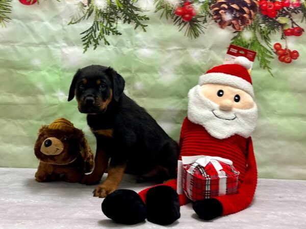 Rottweiler-Dog-Male-Black and Rust-25821-Petland Scottsdale, Arizona