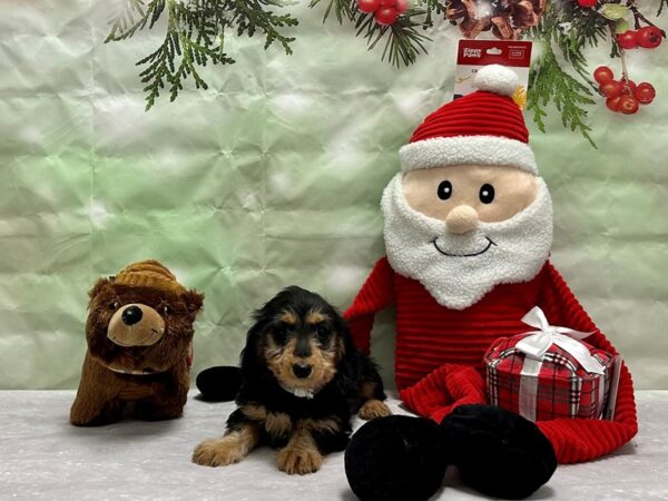 Dachshund-Dog-Female-Black & Tan-25854-Petland Scottsdale, Arizona