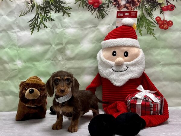 Dachshund-Dog-Male-Chocolate & Tan-25853-Petland Scottsdale, Arizona