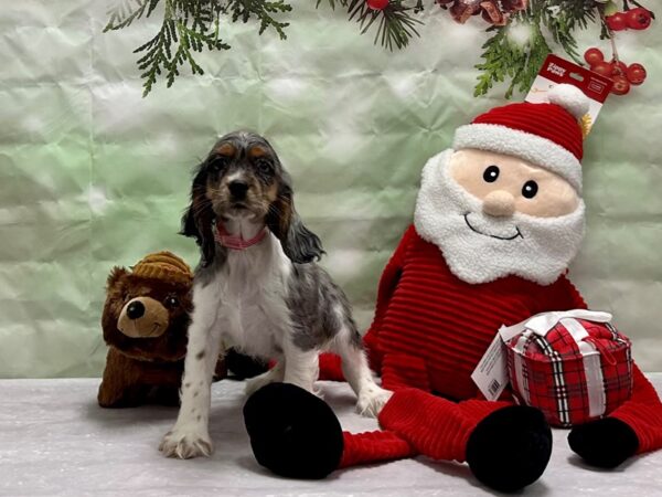 Cocker Spaniel-Dog-Female-Blue Merle / Tan-25840-Petland Scottsdale, Arizona