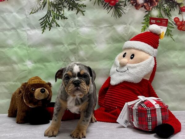 English Bulldog-Dog-Female-Blue Merle-25828-Petland Scottsdale, Arizona
