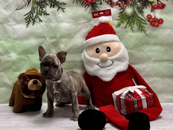 French Bulldog-Dog-Male-Chocolate Brindle-25850-Petland Scottsdale, Arizona
