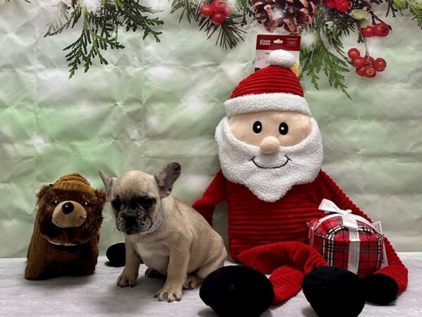 French Bulldog-Dog-Female-Chocolate Fawn Merle-25852-Petland Scottsdale, Arizona