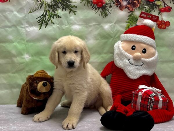 Golden Retriever-Dog-Male-Golden-25855-Petland Scottsdale, Arizona