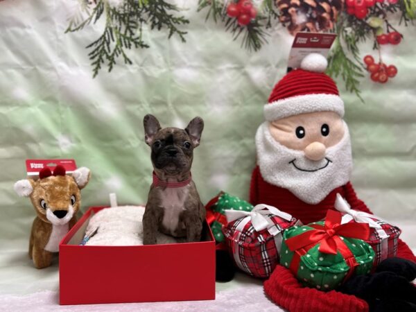 Boston Terrier/French Bulldog-Dog-Male-Blue Merle-25847-Petland Scottsdale, Arizona
