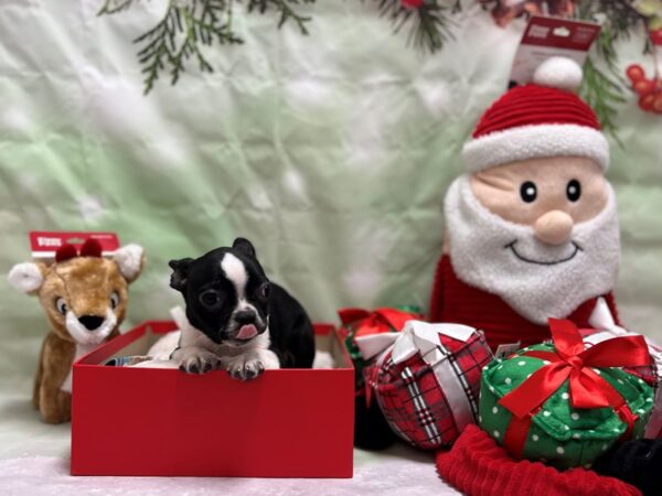 Boston Terrier-Dog-Female-Black / White-25841-Petland Scottsdale, Arizona