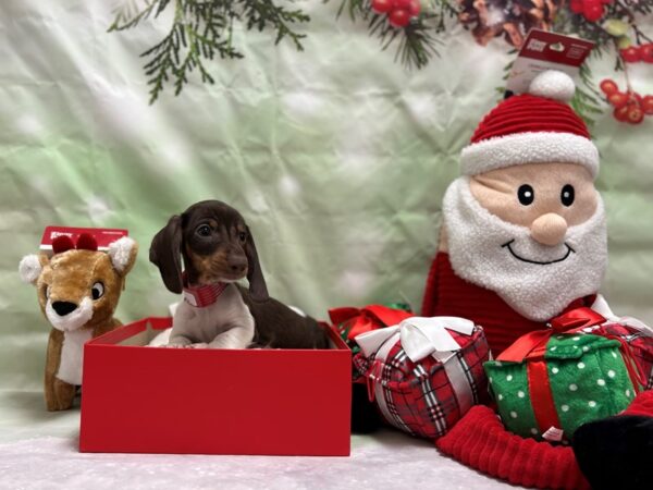 Dachshund-Dog-Male-Chocolate White Tan-25842-Petland Scottsdale, Arizona