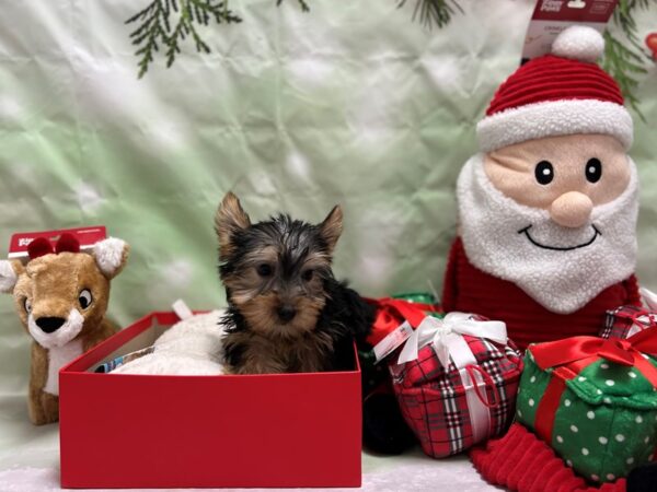 Silky Terrier-Dog-Female-Black and Tan-25819-Petland Scottsdale, Arizona
