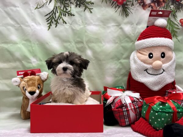 Havanese-Dog-Male-Gold Brindle-25818-Petland Scottsdale, Arizona