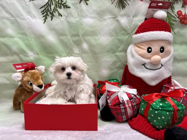 Maltese-Dog-Male-White-25825-Petland Scottsdale, Arizona