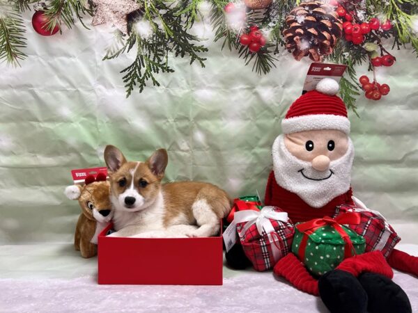 Pembroke Welsh Corgi-Dog-Female-Sable-25823-Petland Scottsdale, Arizona