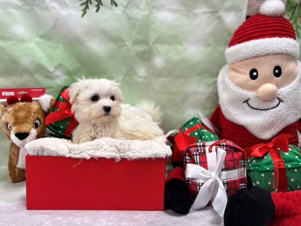 Maltese-Dog-Female-White-25836-Petland Scottsdale, Arizona