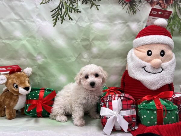 Bichon Frise-Dog-Female-White-25833-Petland Scottsdale, Arizona