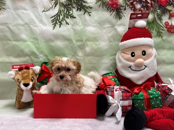 Havanese/Poodle-Dog-Female-Red-25816-Petland Scottsdale, Arizona