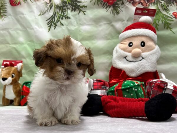 Shih Tzu-Dog-Male-White Chocolate Gold-25838-Petland Scottsdale, Arizona