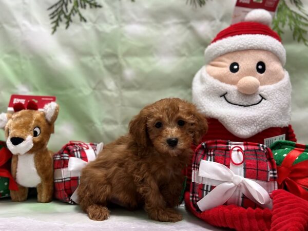 Cavalier King Charles Spaniel/Poodle-Dog-Male-Red-25848-Petland Scottsdale, Arizona