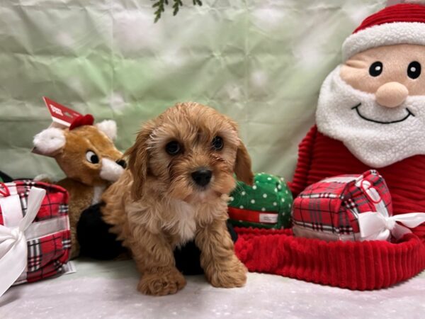 Cavalier King Charles Spaniel/Poodle-Dog-Male-Red-25815-Petland Scottsdale, Arizona