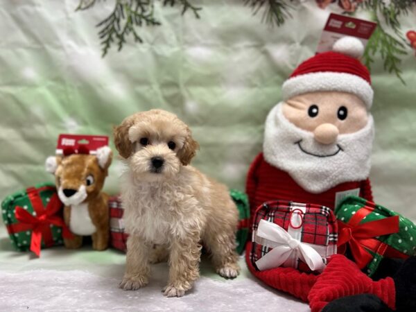 Poodle-Dog-Male-Apricot-25846-Petland Scottsdale, Arizona