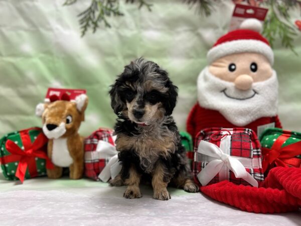 Poodle-Dog-Female-Blue Merle / Tan-25837-Petland Scottsdale, Arizona