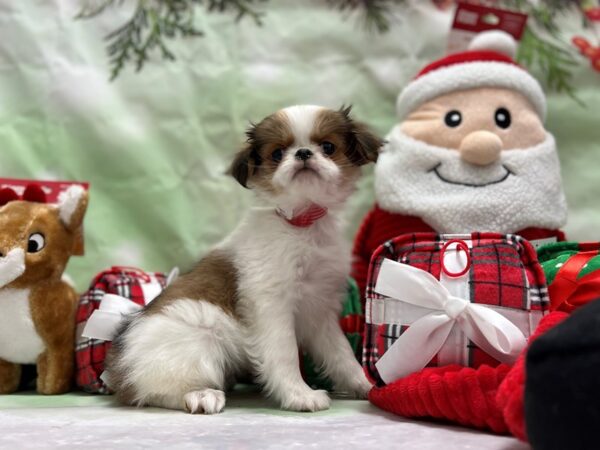 Japanese Chin-Dog-Female-Sable / White-25843-Petland Scottsdale, Arizona