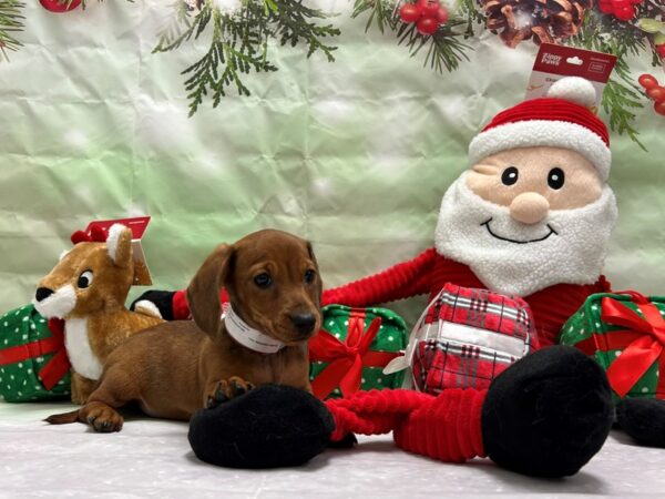 Dachshund-Dog-Female-Red-25827-Petland Scottsdale, Arizona