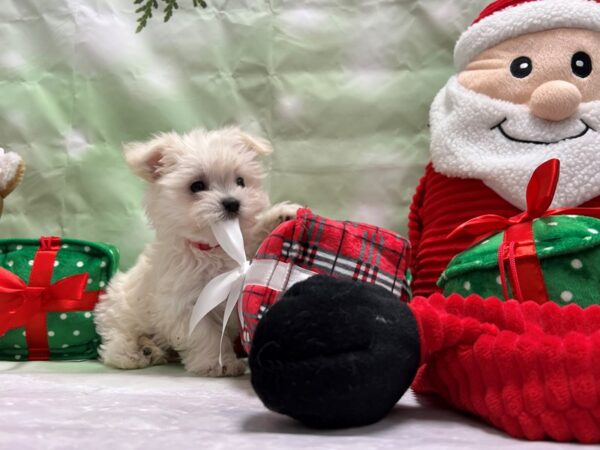 Maltese-Dog-Female-White-25844-Petland Scottsdale, Arizona