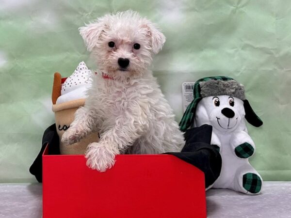 Bichon Frise-Dog-Female-White / Cream-25880-Petland Scottsdale, Arizona