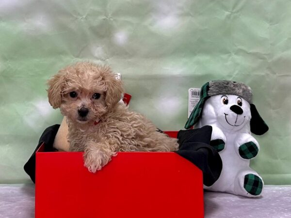 Bichon Frise/Poodle-Dog-Female-Apricot-25879-Petland Scottsdale, Arizona