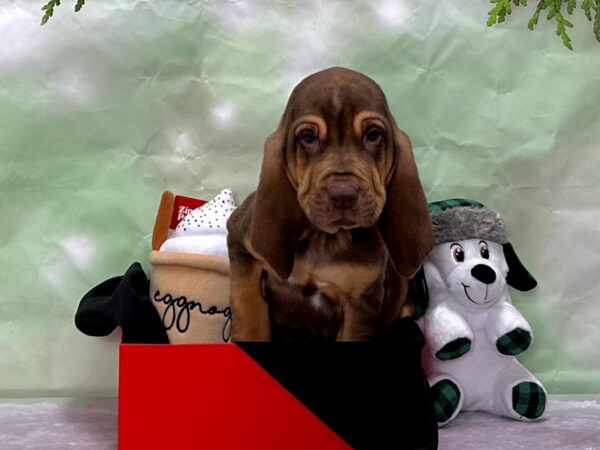 Bloodhound-Dog-Male-Chocolate / Tan-25881-Petland Scottsdale, Arizona