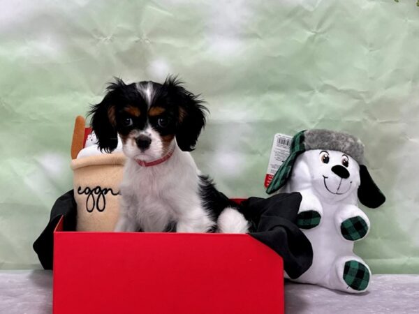 Cavalier King Charles Spaniel-Dog-Female-Black and White-25873-Petland Scottsdale, Arizona