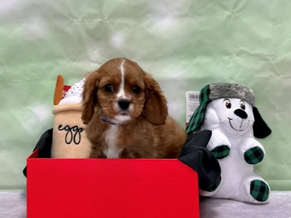 Cavalier King Charles Spaniel-Dog-Male-Ruby-25882-Petland Scottsdale, Arizona