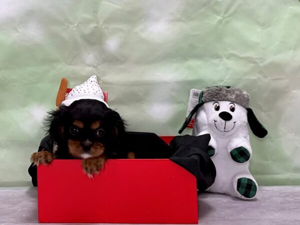 Cavalier King Charles Spaniel-Dog-Male-Black / Tan-25883-Petland Scottsdale, Arizona