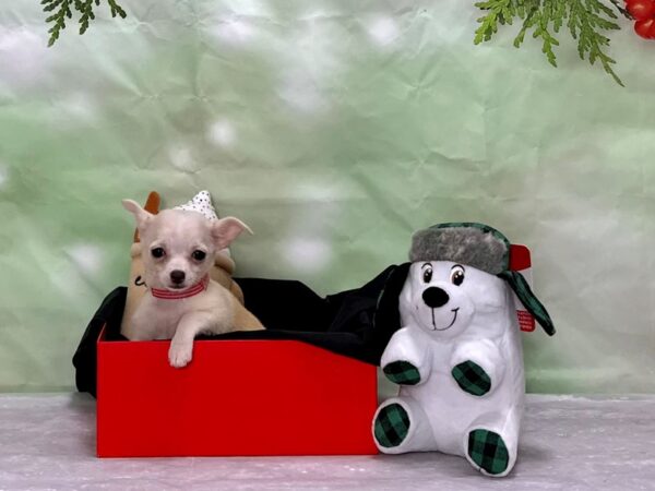 Chihuahua-Dog-Female-Cream-25871-Petland Scottsdale, Arizona