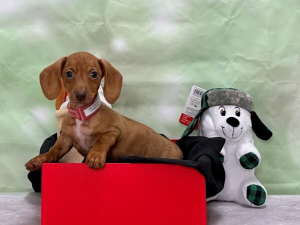 Dachshund-Dog-Female-Red-25867-Petland Scottsdale, Arizona