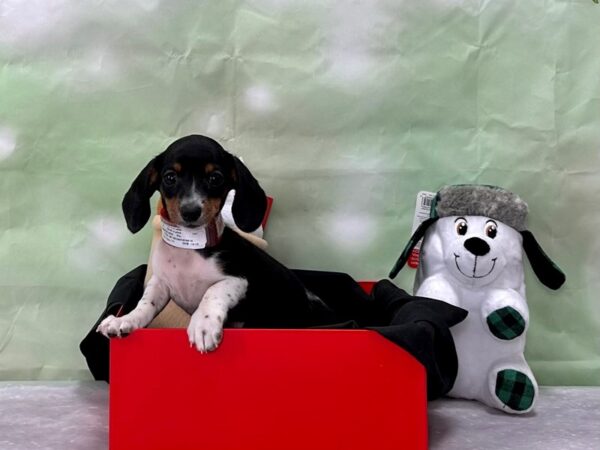 Dachshund-Dog-Female-Black / Tan-25884-Petland Scottsdale, Arizona