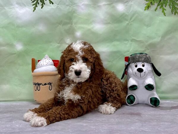 F1B Mini Bernadoodle-Dog-Female-Red-25901-Petland Scottsdale, Arizona